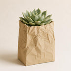 Close-up of the Small PaperMuse kraft-tan cachepot holding a succulent