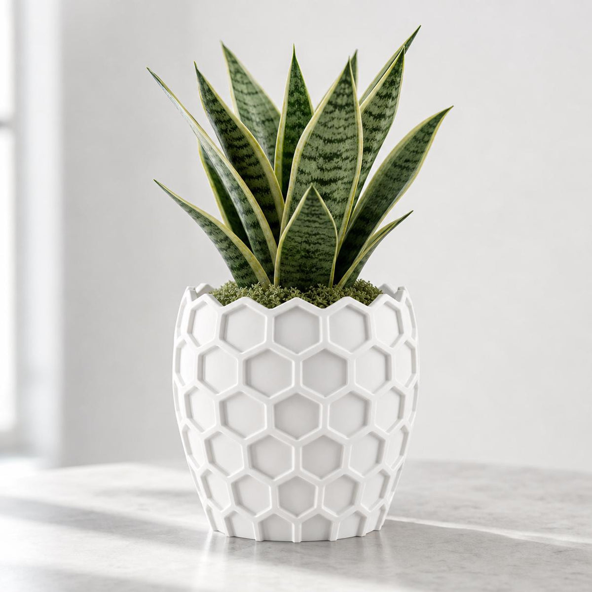 Close-up of the HexaGrove geometric planter in White with a snake plant